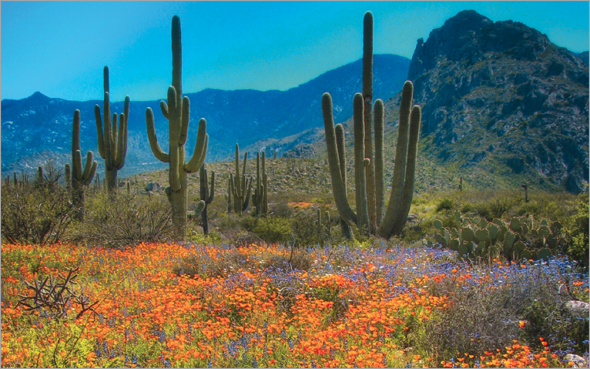 Arizona Hemophilia and Thrombosis Center